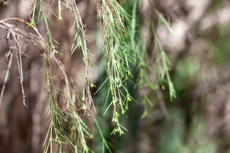 Branches and blossoms of a Plocama pendula tree, an endemic of the Canary Islands.の写真素材