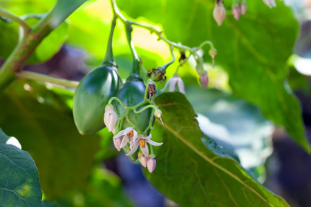 Flowers of a Tamarillo plant, Solanum betaceumの写真素材