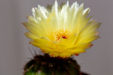 Flower of the cactus species Notocactus tenuispinusの写真素材