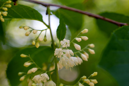 Flowers of an epaulette tree or fragrant epaulette tree, Pterostyrax hispida