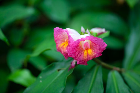 Flower of the spiral ginger species Costus guanaiensis