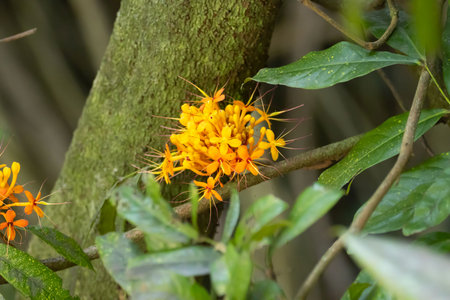 Inflorescence of an Ashoka tree, Saraca indica, in South Asia.