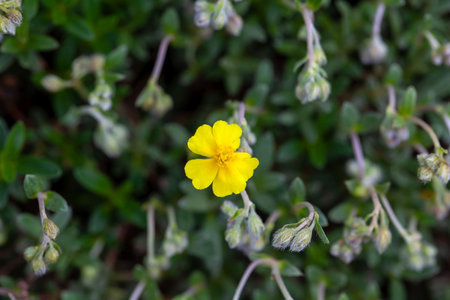 Blossoms of a hoary rockrose, Helianthemum canum