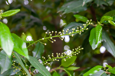 Leaves and inflorescence of a Portuguese laurel cherry tree, Prunus lusitanica