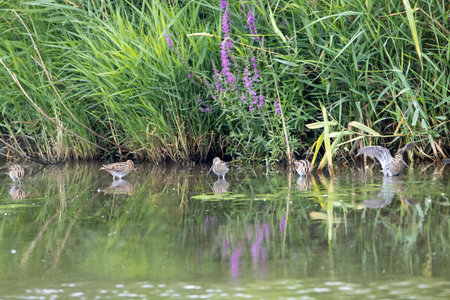 Common snipes, Gallinago gallinago, in shallow water at the edge of a lake