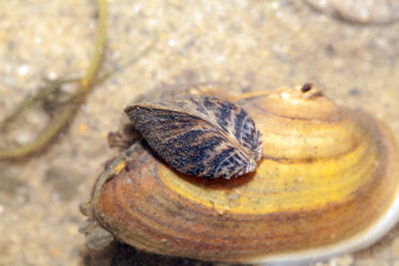 Zebra mussels, Dreissena polymorpha, grown on a painters mussel, in sandy sediment and shallow...