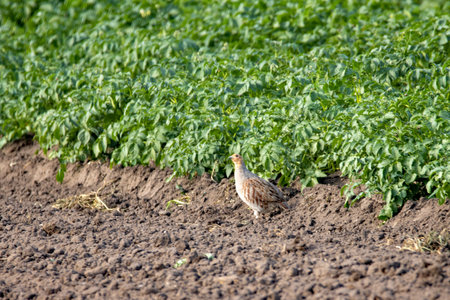 A gray partridge, Perdix perdix, on a field.