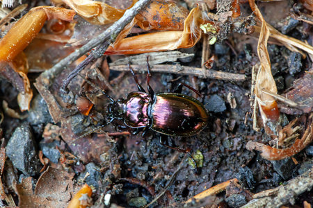 A ground beetle of the species Pterostichus burmeisteri on a forest floor