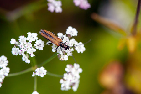 Bug of the species Oedemera femorata, on a flower