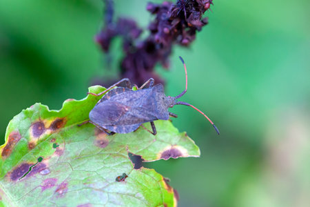Dock bug, Coreus marginatus, on an old leaf