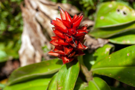 Flowers of the spiral ginger species Costus osae