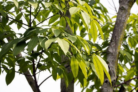 Foliage of a Para rubber tree, Hevea brasiliensis