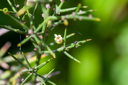 Branch of a Colletia spinosissima shrub, a species from South America.