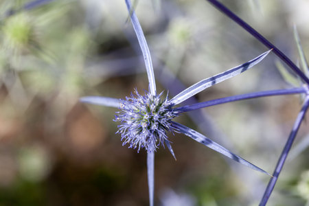 Flower of the sea holly species Eryngium caucasicumの写真素材