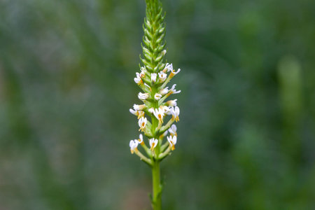 Flower of a Hebenstretia dentata plant