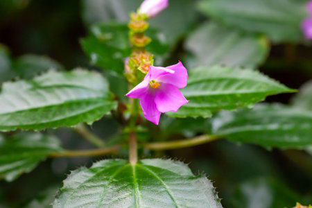 Flower of a Calvoa orientalis plantの写真素材