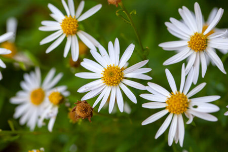 Flowers of a Japanese aster, Kalimeris incisa