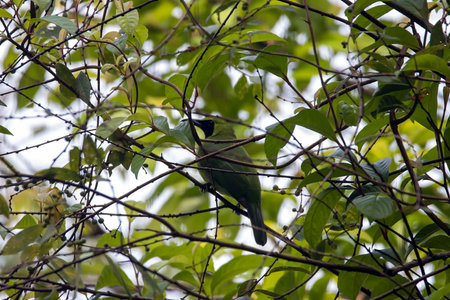 A lesser green leafbird, Chloropsis cyanopogon, hidden in a tree.