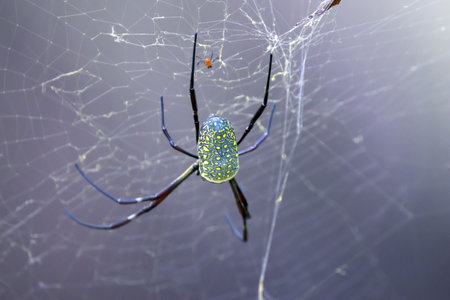 A batik golden web spider, Nephila antipodiana, on the net.の写真素材