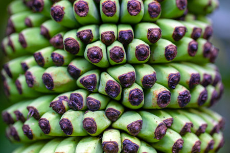 Green fruits of the banana species Musa acuminataの写真素材