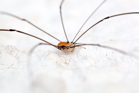A harvestman of the species Leiobunum limbatum on a white wall.の写真素材