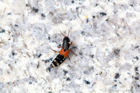 A rove beetle, Platydracus stercorarius, on a stone surface.の写真素材