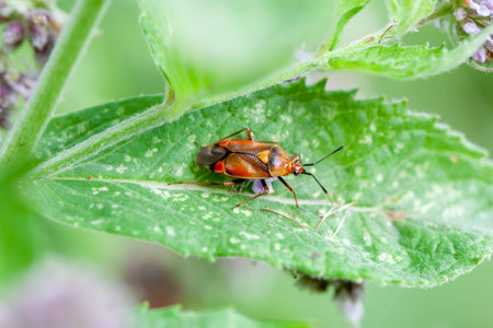 A ruber mirid bug, Deraeocoris ruber, on a plant.