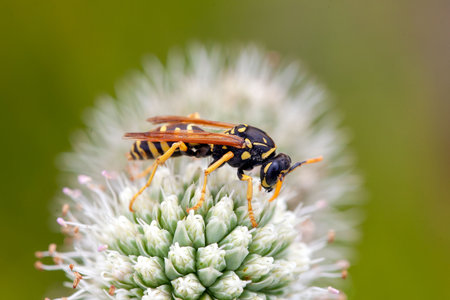 The paper wasp Polistes gallicus on a flower.の写真素材