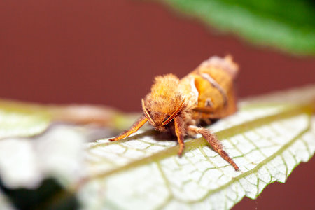 An orange swift, Triodia sylvina, on a leaf.の写真素材