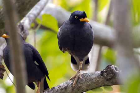 Javan Myna, Acridotheres javanicus, on a branchの写真素材