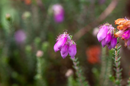 Flowers of cross-leaved heath, Erica tetralixの写真素材