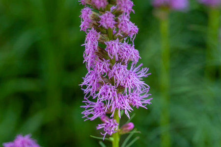 Flower of a Grass-leaf Blazing-star, Liatris graminifoliaの写真素材
