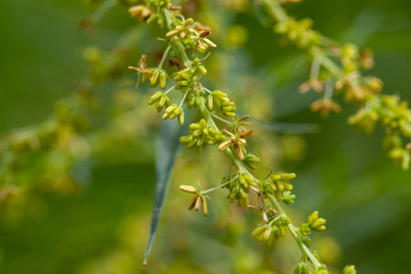 Macro photo of false hemp flowers, Datisca cannabina