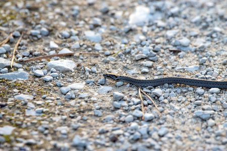 A smooth snake, Coronella austriaca, on a way.