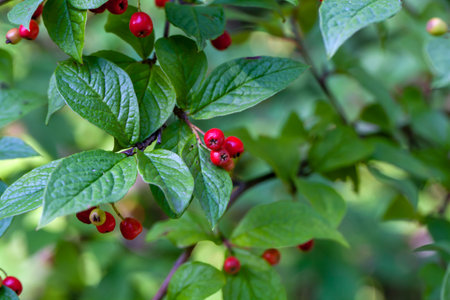 Fruits of a hollyberry cotoneaster shrub, Cotoneaster bullatus