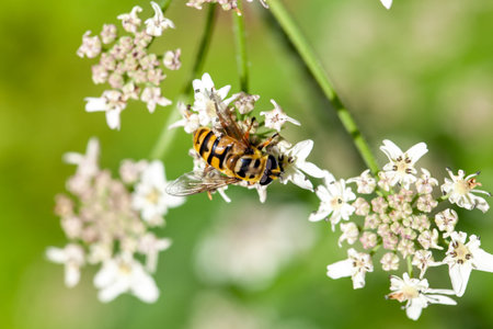 A hoverfly, Myathropa florea, on a flowerの写真素材