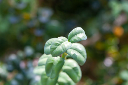 Leaves of a Balearic boxwood shrub, Buxus balearica