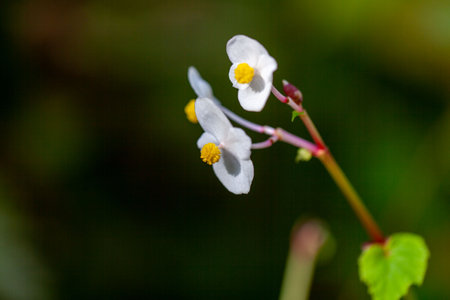 White flower of a hardy begonia, Begonia grandisの写真素材