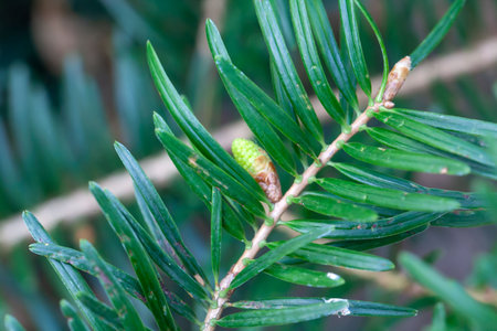 Flower and needles of a momi fir, Abie's company