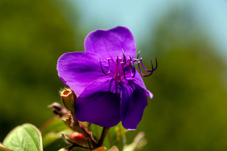 Flower of a glory bush, Tibouchina semidecandraの写真素材