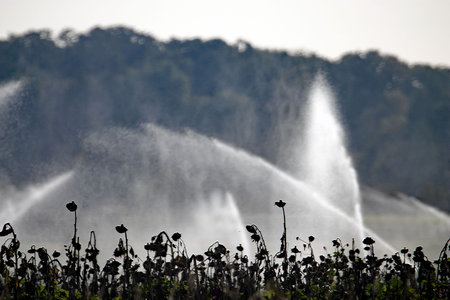 Water jets from an irrigation system over a field of dry sunflowersの写真素材