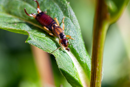 A European earwig, Forficula auricularia, on a plant.の写真素材