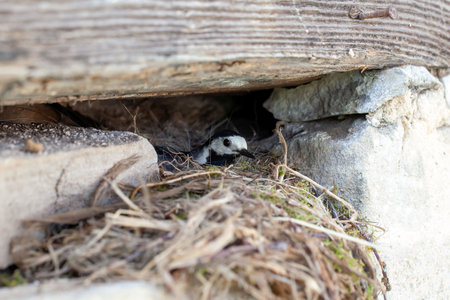 A white wagtail, Motacilla alba, on the nest.の写真素材