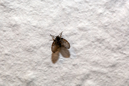 The moth fly Psychoda grisescens on a white wall.の写真素材