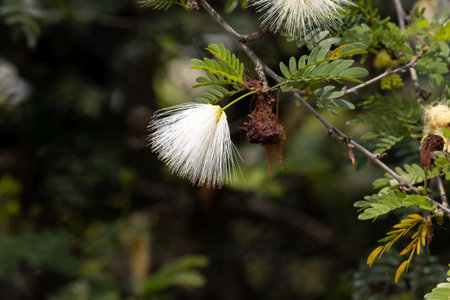 White colored flowers of a Calliandra haematocephala tree.