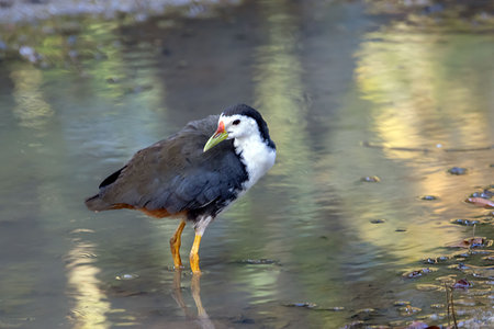 A white breasted waterhen, Amaurornis phoenicurus, in Southeast Asia.の写真素材