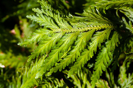 Leaf of the fern Selaginella viticulosusの写真素材