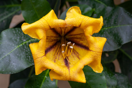 Flower of a cup of gold vine tree, Solandra maximaの写真素材