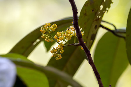 Inflorescence of a Polyspherula tree, Horsfieldia polyspherula