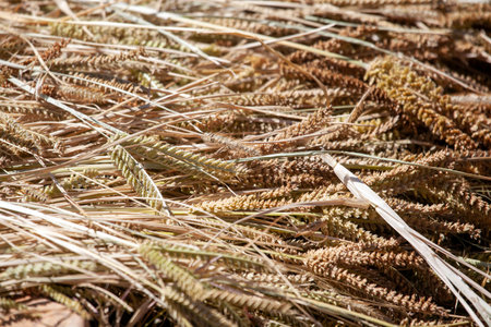 Ears of finger millet, Eleusine coracana, after harvest in the field